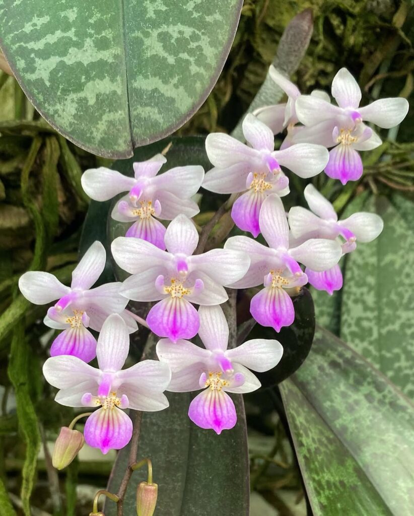 Phalaenopsis lindenii