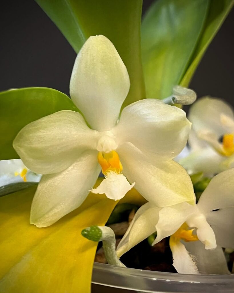 Phalaenopsis micholitzii