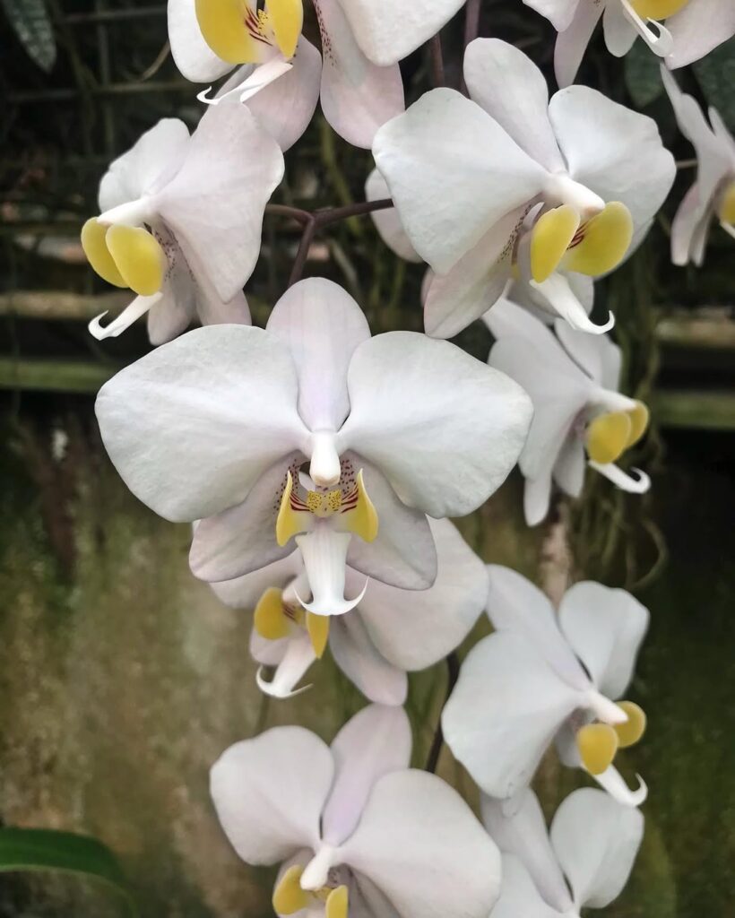 Phalaenopsis philippinensis