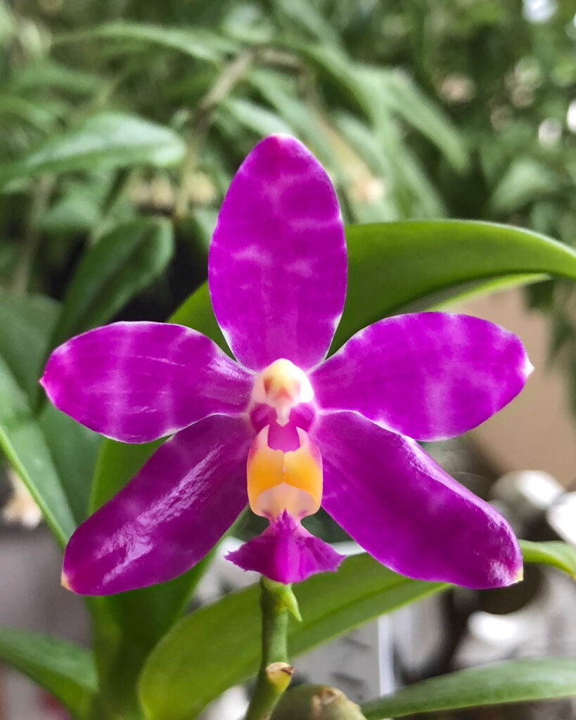 Phalaenopsis pulchra 1