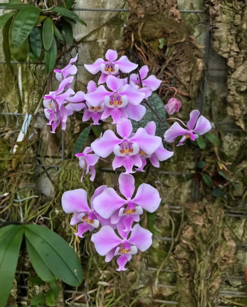 Phalaenopsis schilleriana