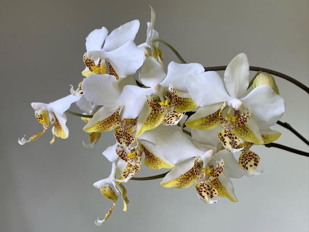 Phalaenopsis stuartiana