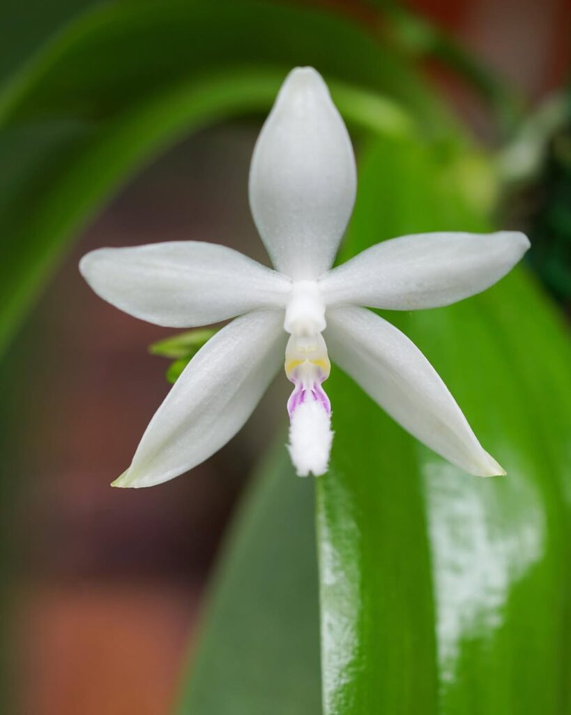 Phalaenopsis tetraspis