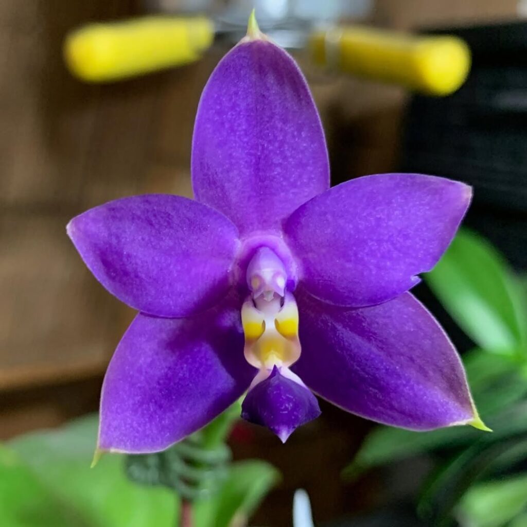 Phalaenopsis violacea