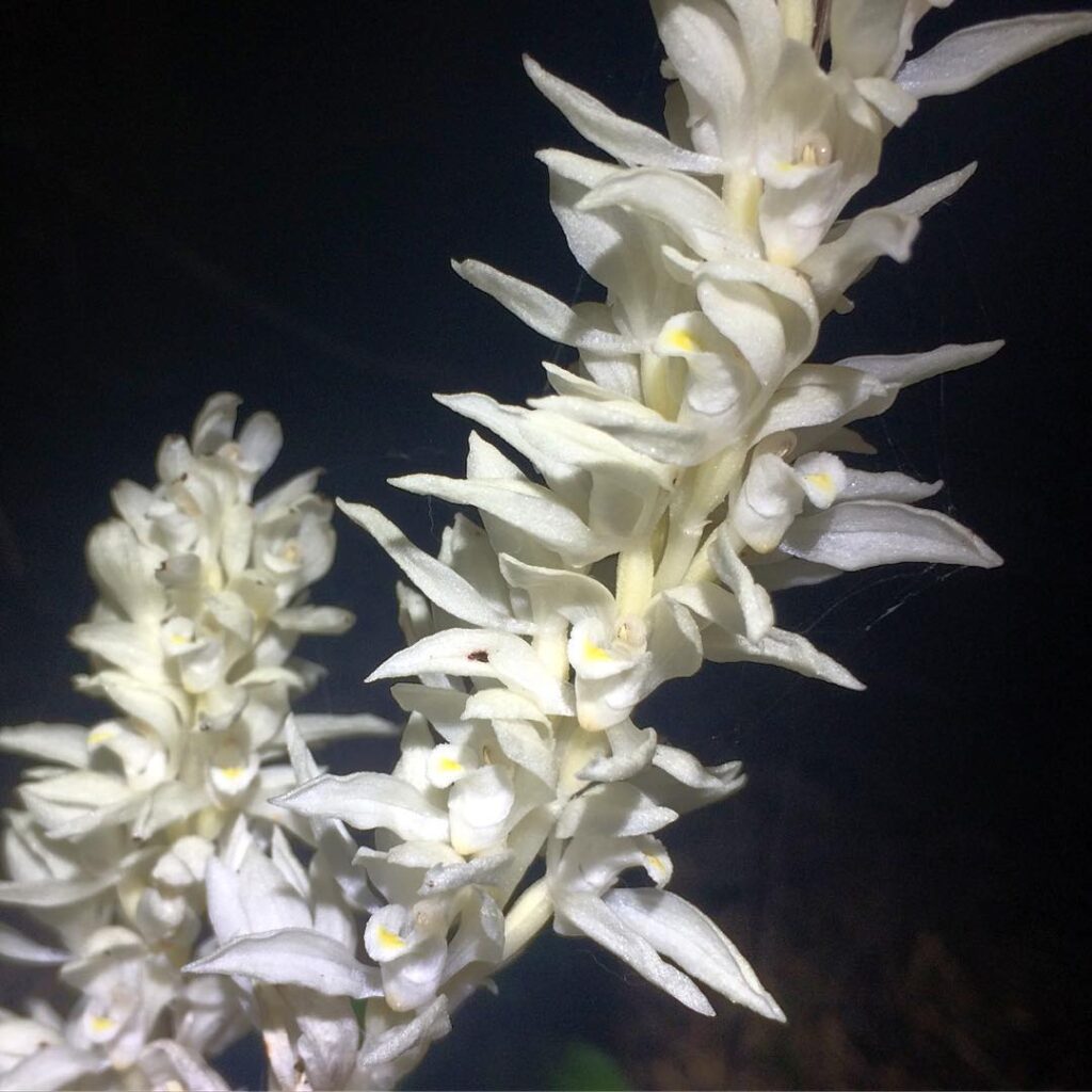 Phantom Orchid