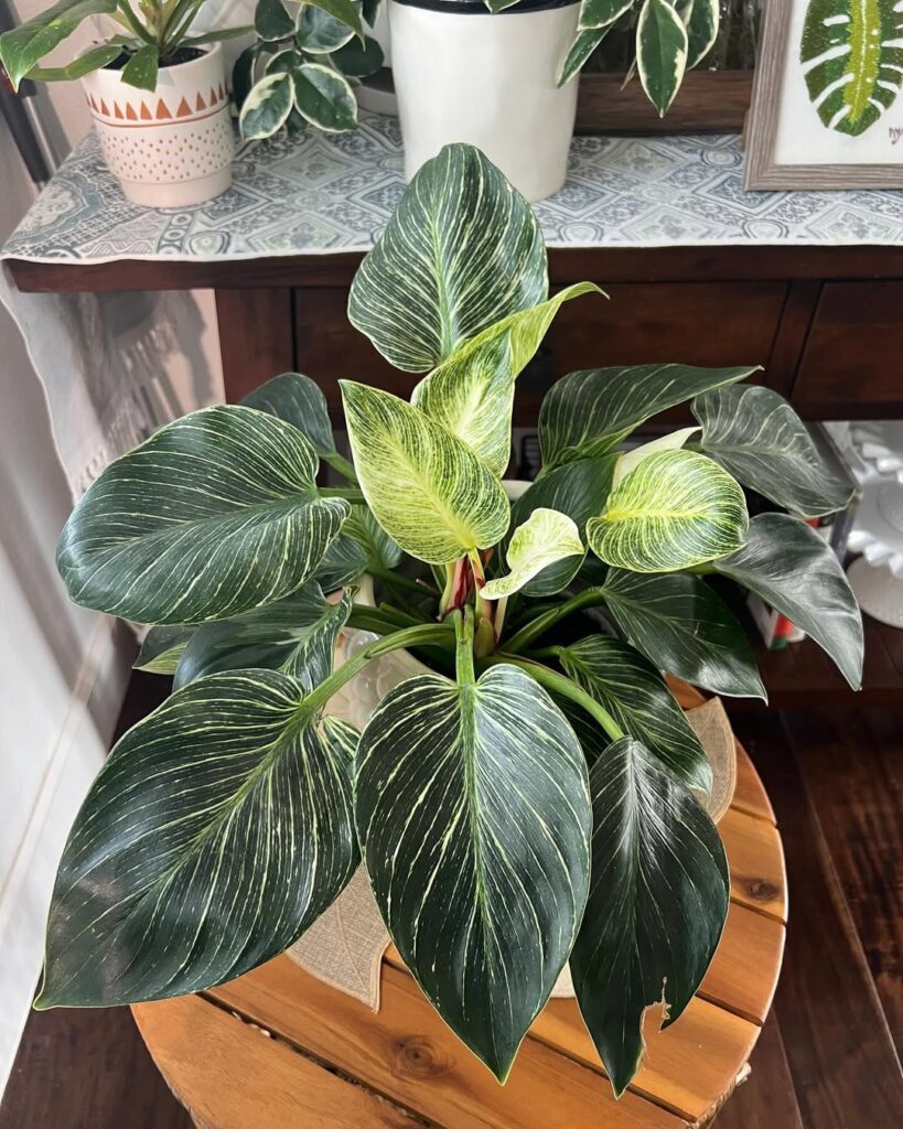 Philodendron Birkin