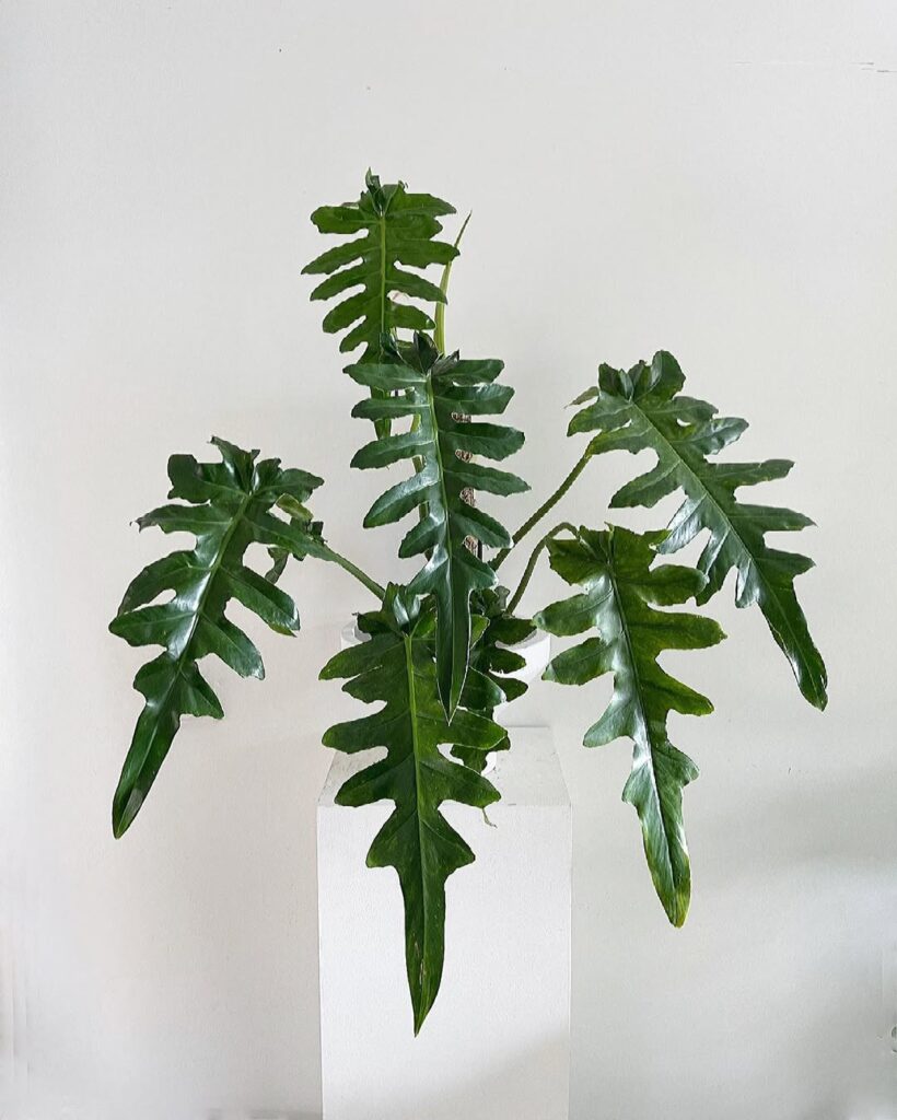 Philodendron Bob Cee