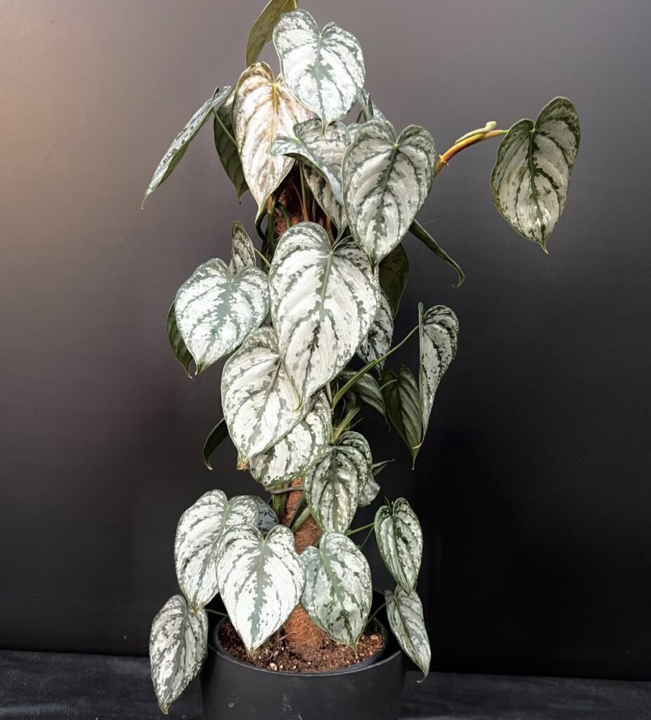 Philodendron Brandtianum climbing