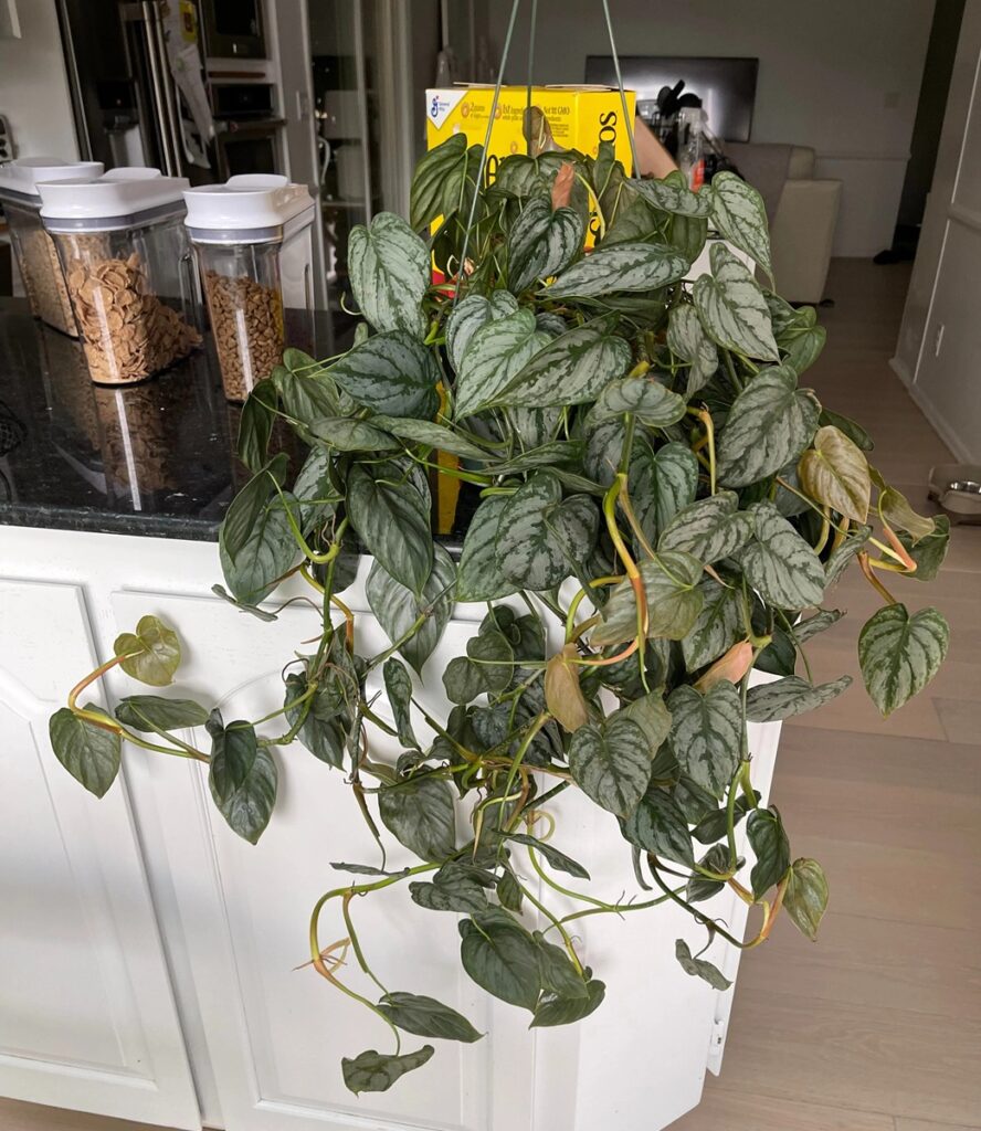Philodendron Brandtianum trailing