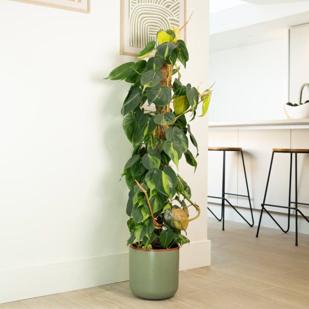 Philodendron Brasil climbing