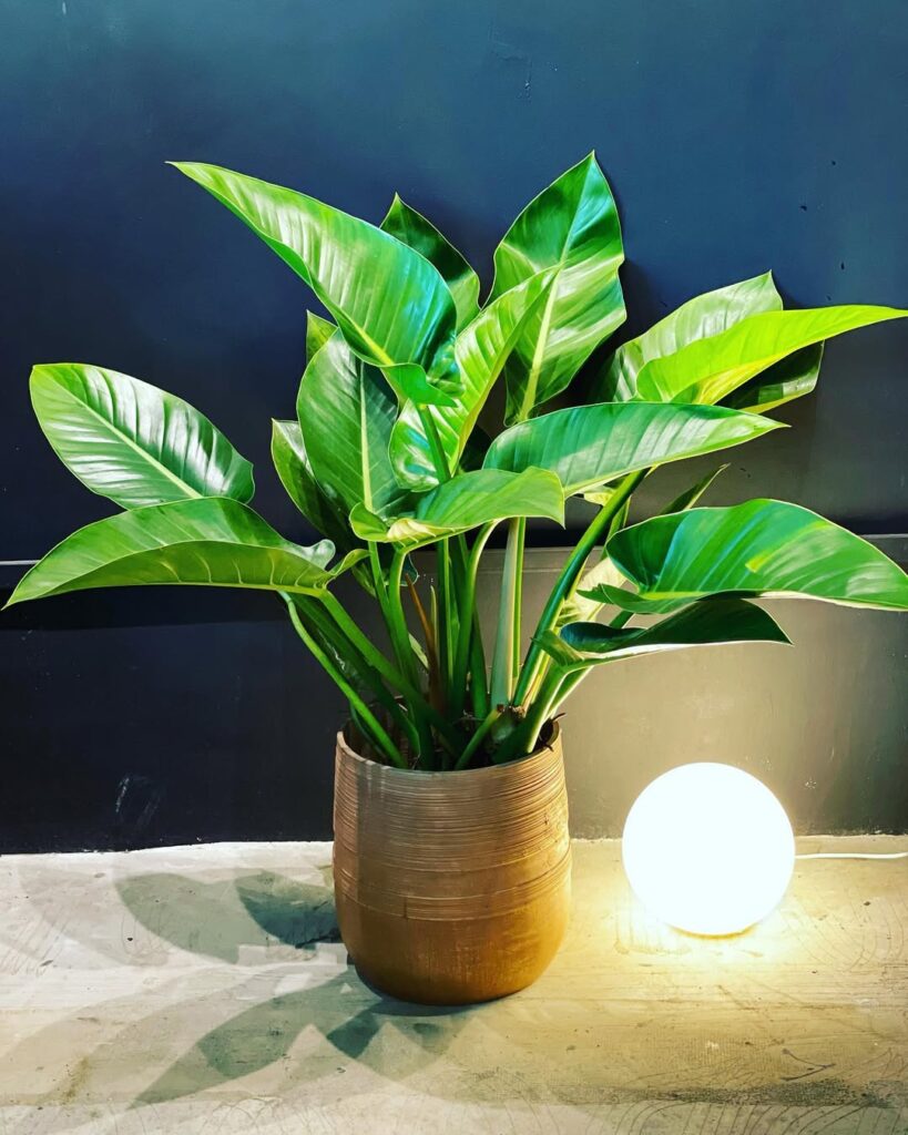 Philodendron Congo Green