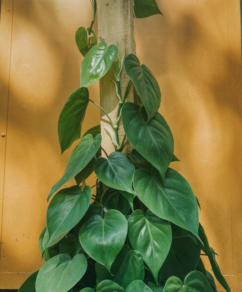 Philodendron Cordatum climbing