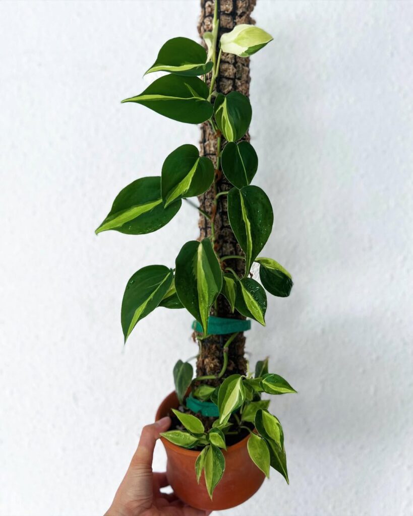 Philodendron Cream Splash climbing