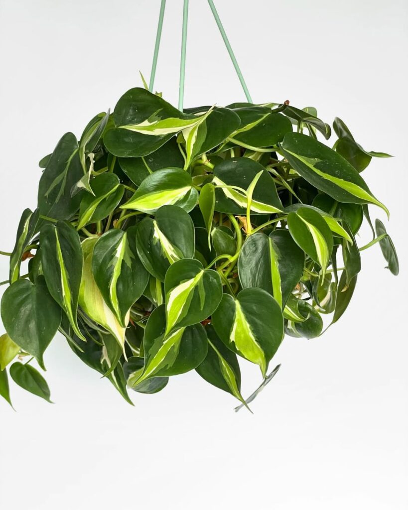 Philodendron Cream Splash trailing