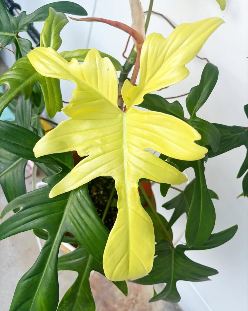 Philodendron Florida Ghost