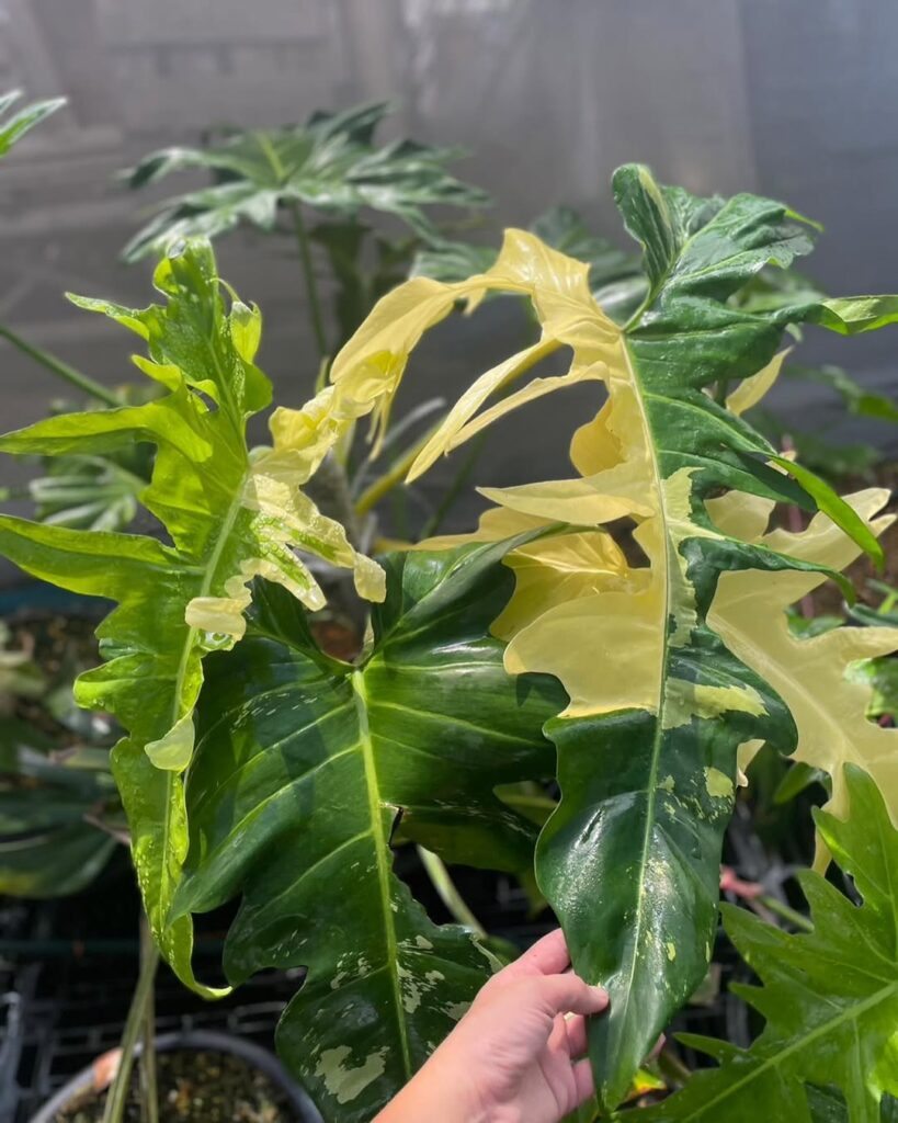 Philodendron Golden Dragon