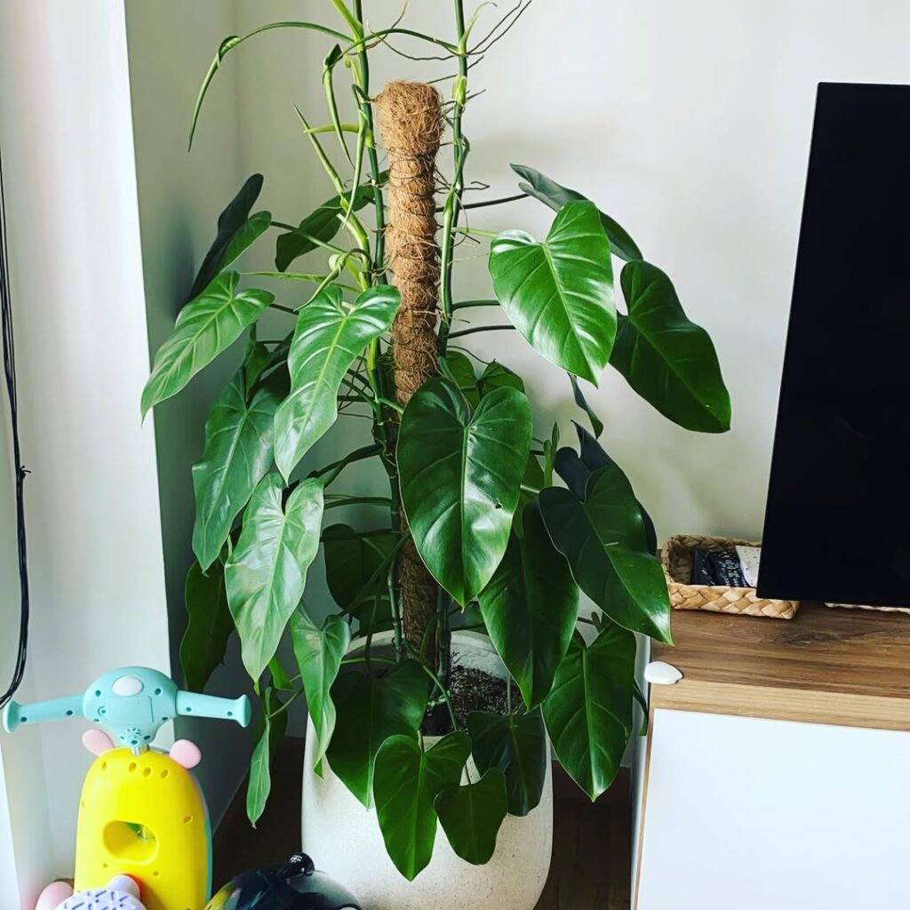 Philodendron Green Emerald