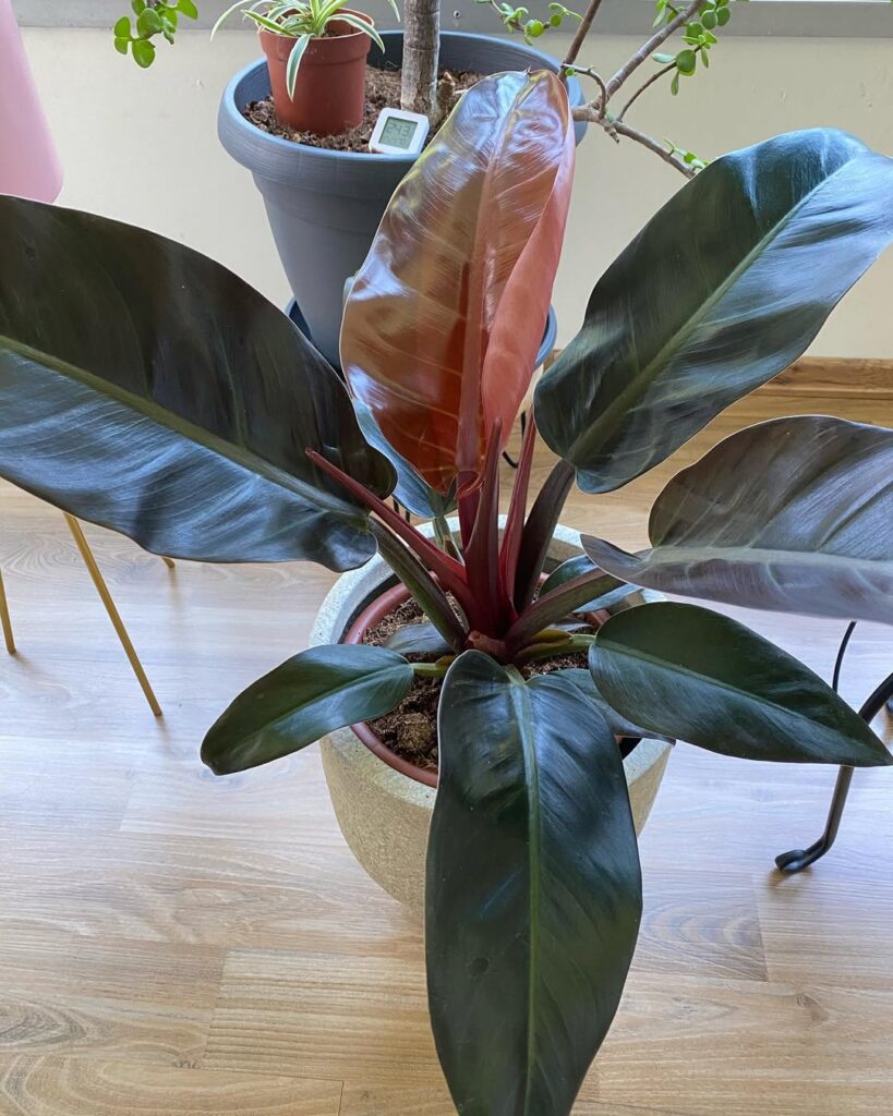 Philodendron Imperial Red
