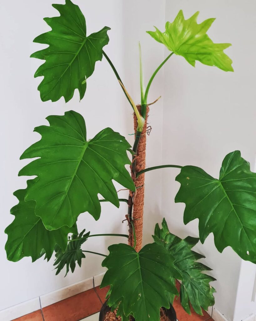 Philodendron Lacerum