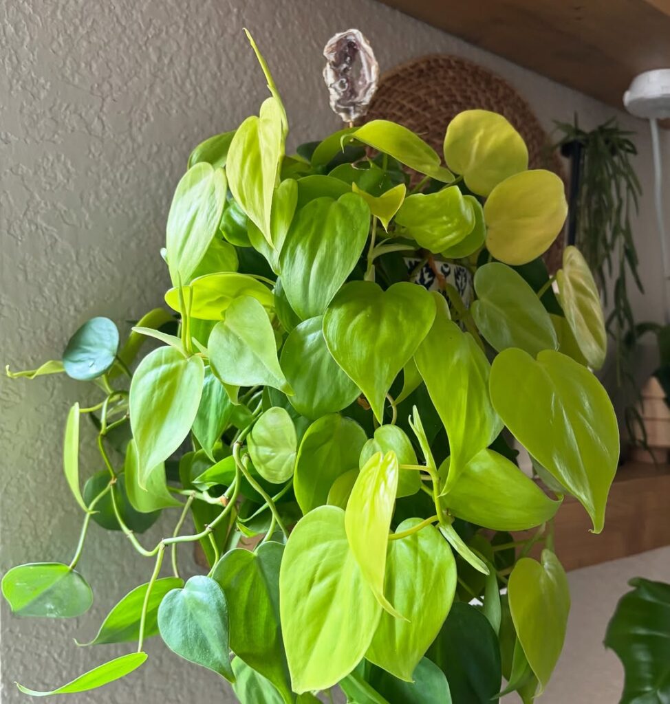 Philodendron Lemon Lime