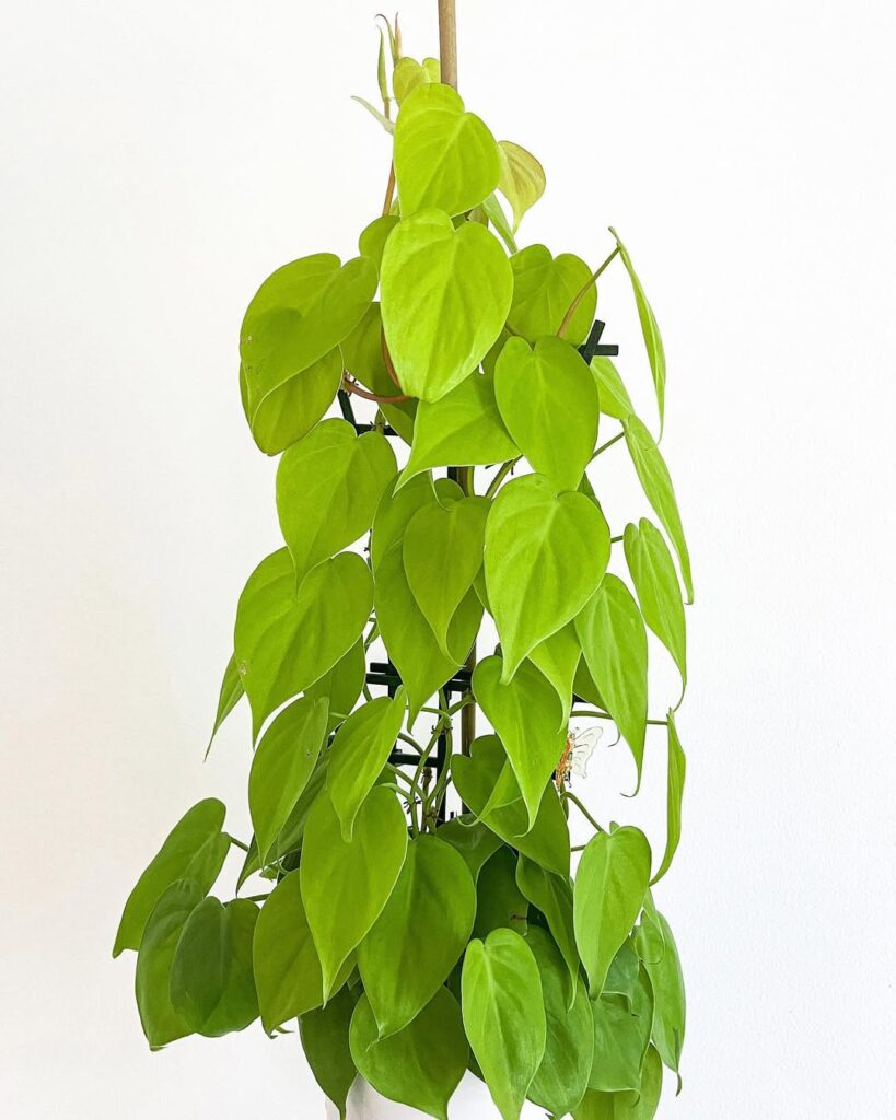 Philodendron Lemon Lime climbing