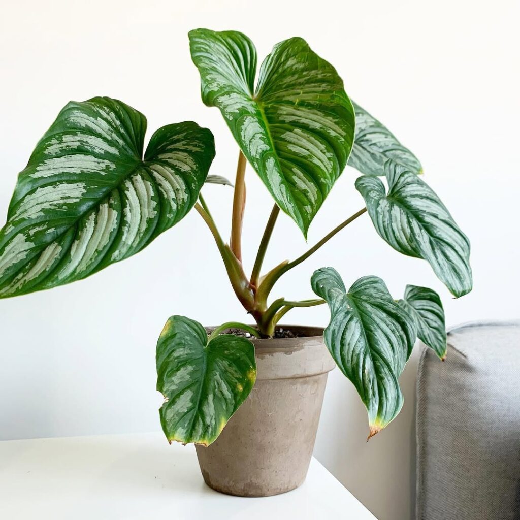 Philodendron Mamei
