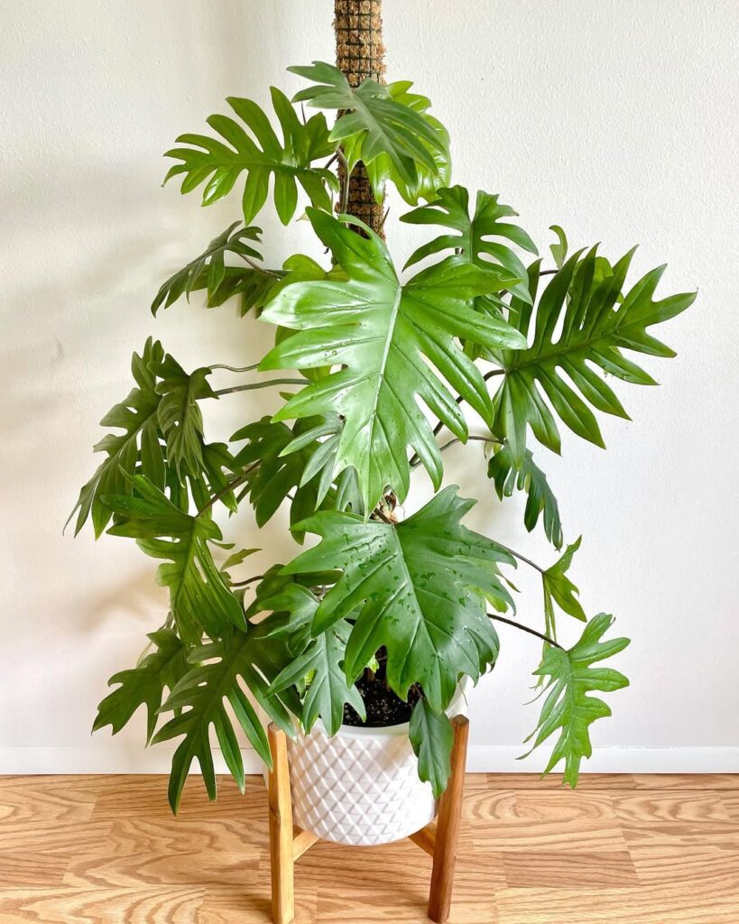 Philodendron Mayoi