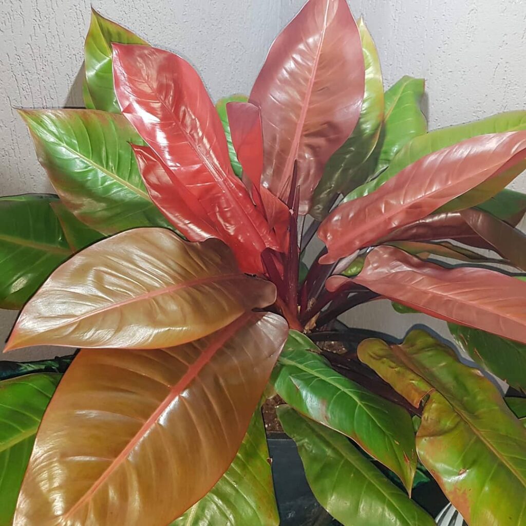 Philodendron McColleys Finale