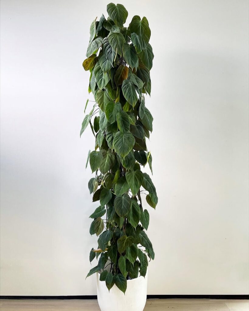 Philodendron Micans climbing