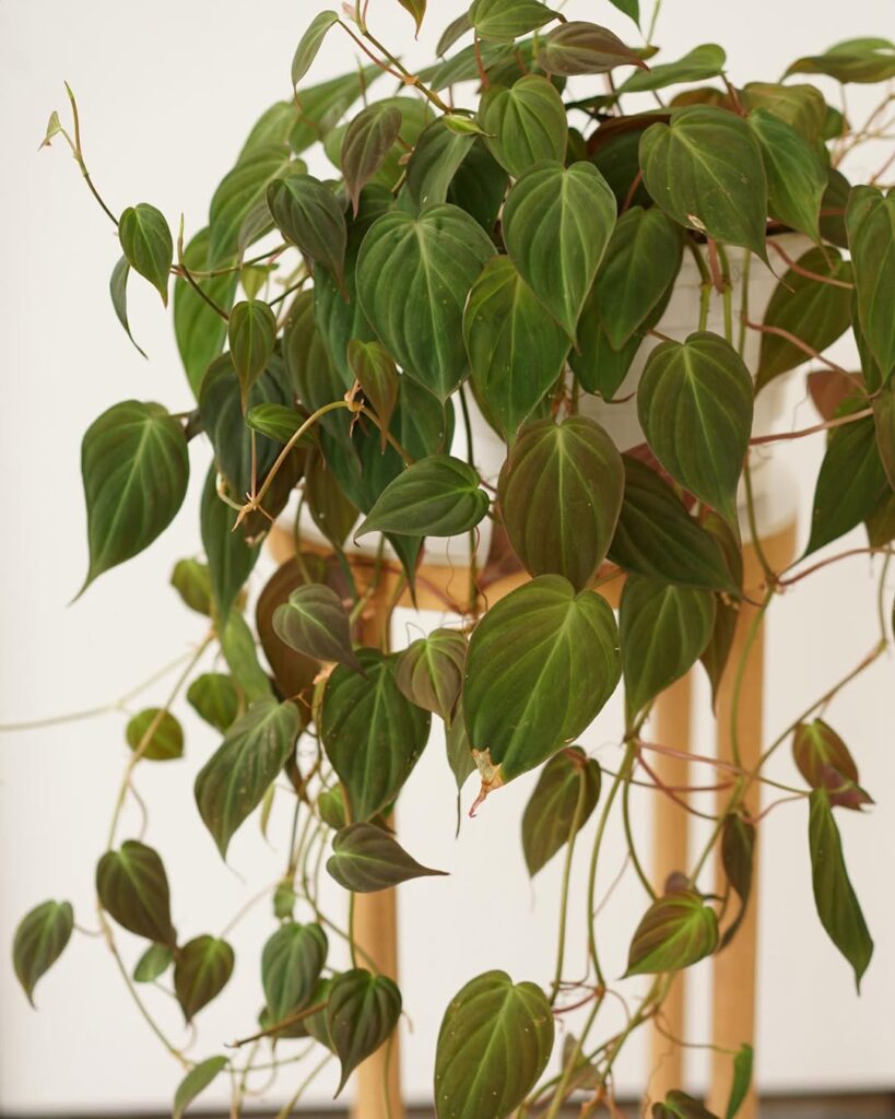 Philodendron Micans trailing