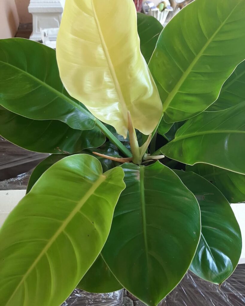 Philodendron Moonlight