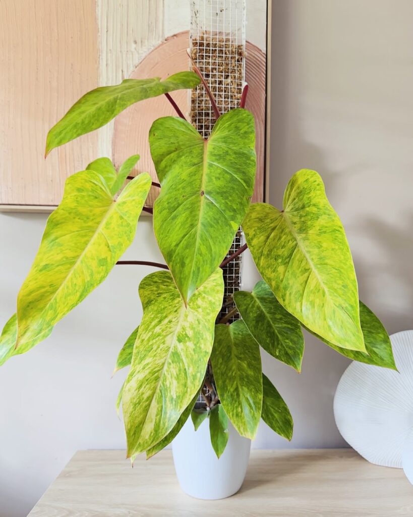 Philodendron Painted Lady