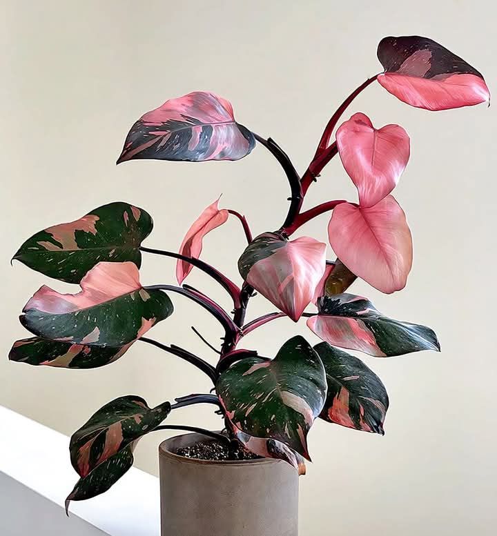 Philodendron Pink Princess