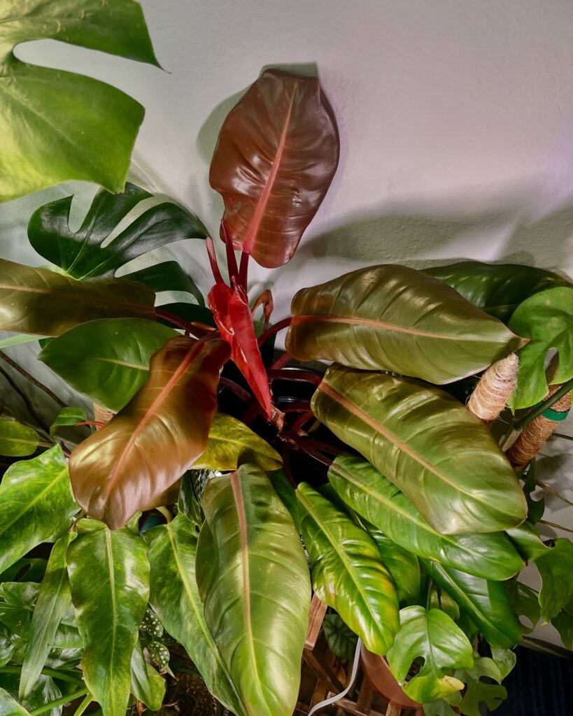 Philodendron Prince of Orange