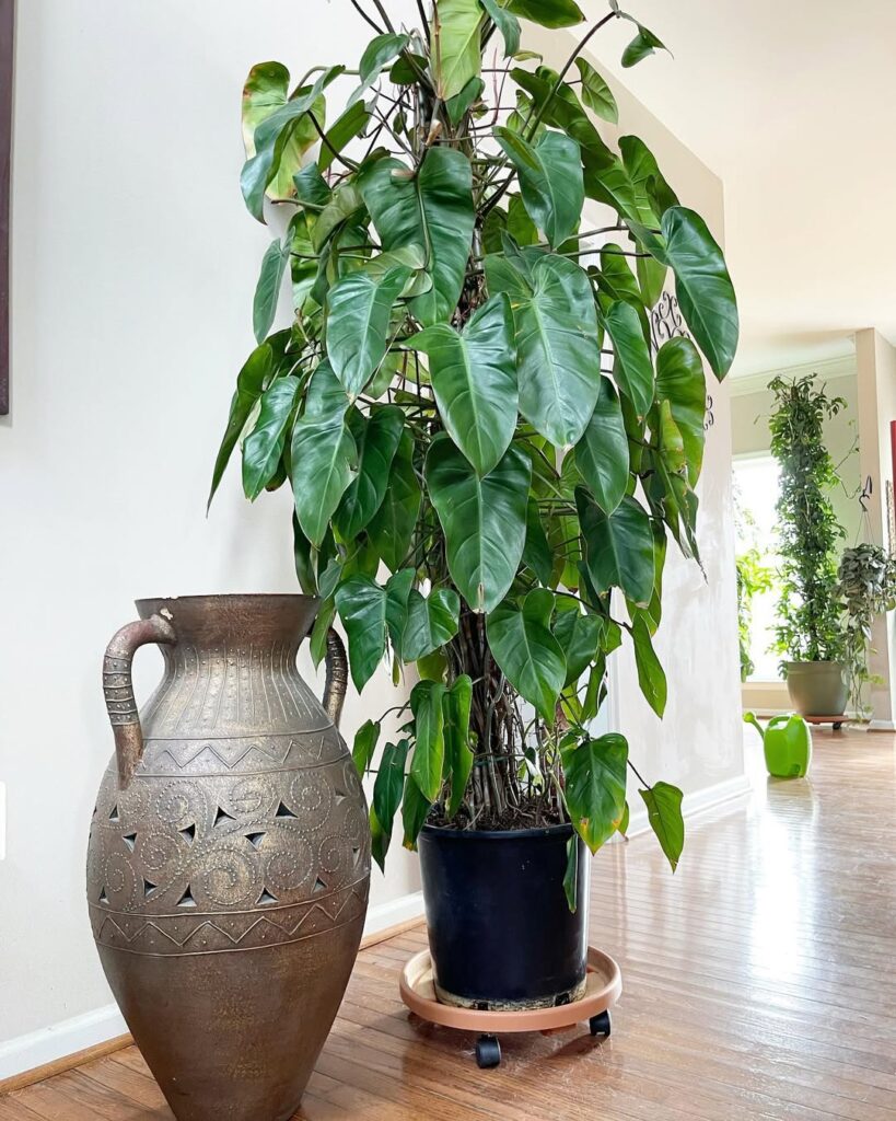 Philodendron Red Emerald