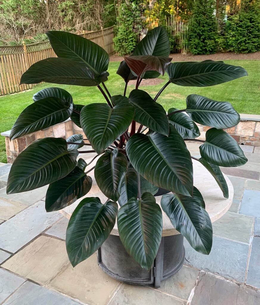 Philodendron Rojo Congo
