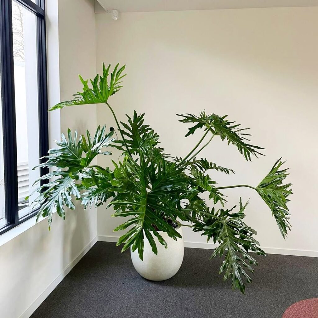 Philodendron Selloum
