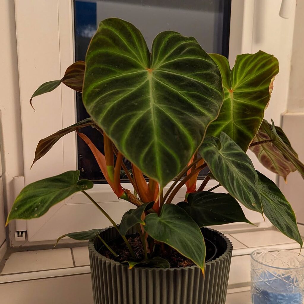 Philodendron Verrucosum