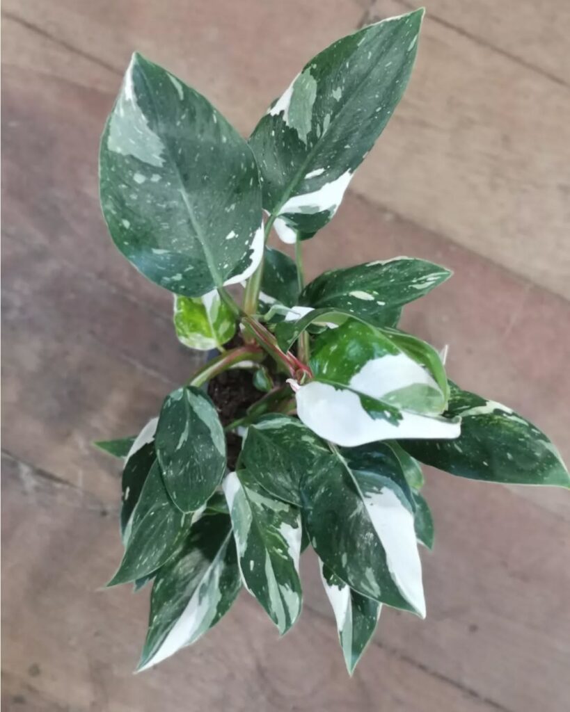 Philodendron White Knight 1