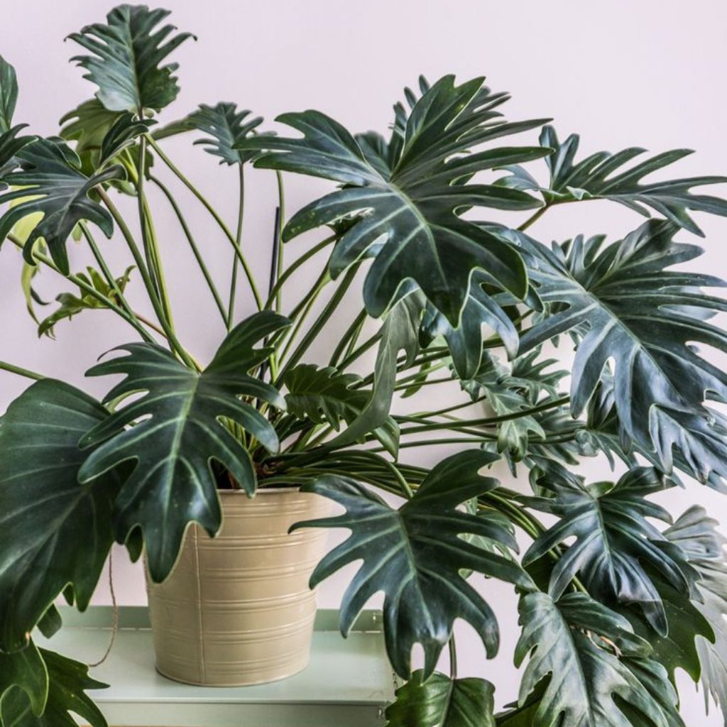 Philodendron Xanadu