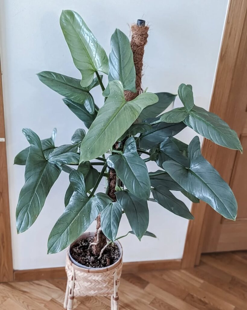Philodendron hastatum climbing