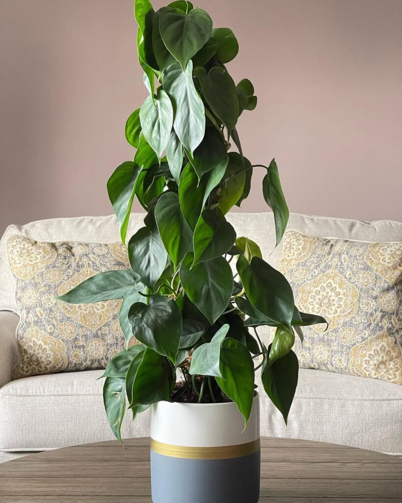 Philodendron hederaceum climbing