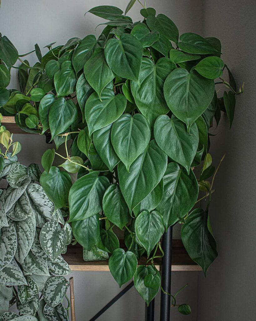 Philodendron hederaceum trailing
