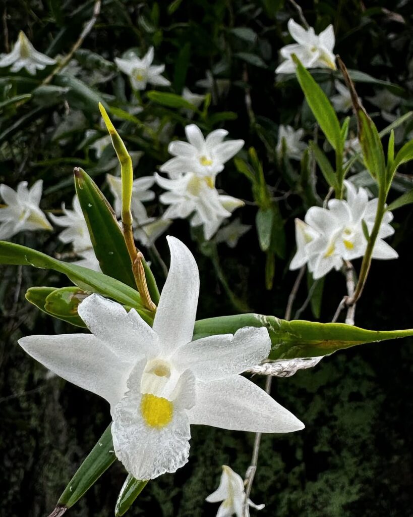 Pigeon Orchid