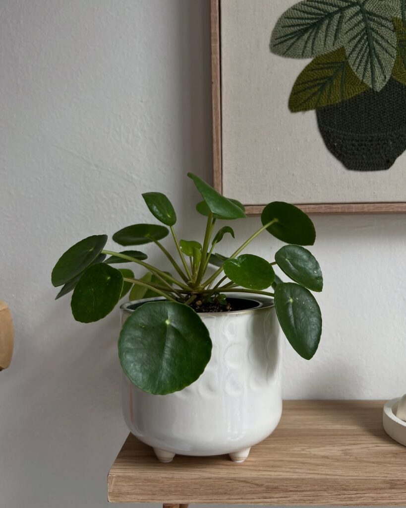 Pilea Peperomioides