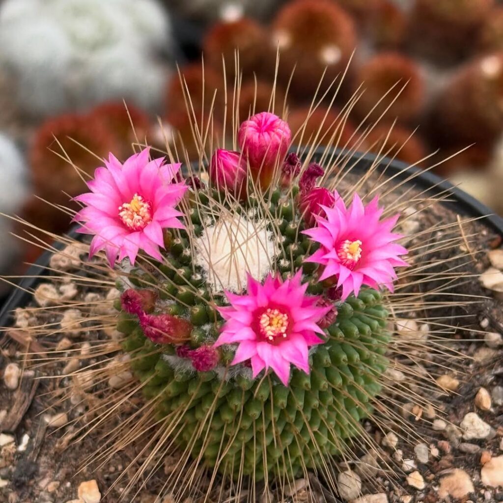 Pincushion Cactus