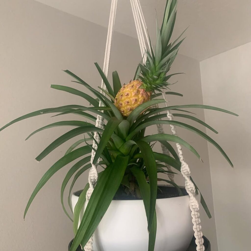 Pineapple
