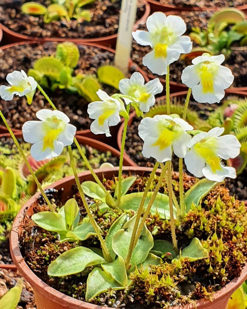 Pinguicula alpina