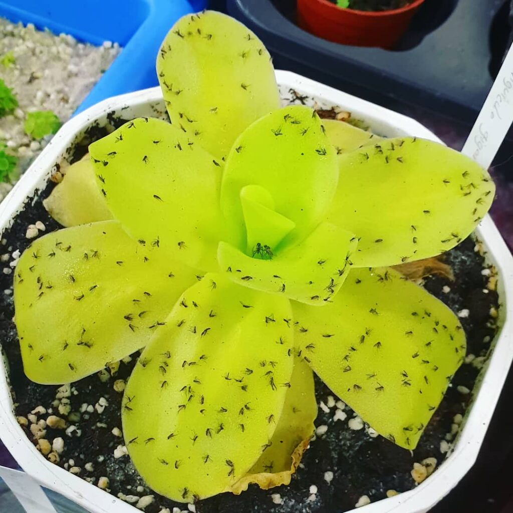 Pinguicula gigantea