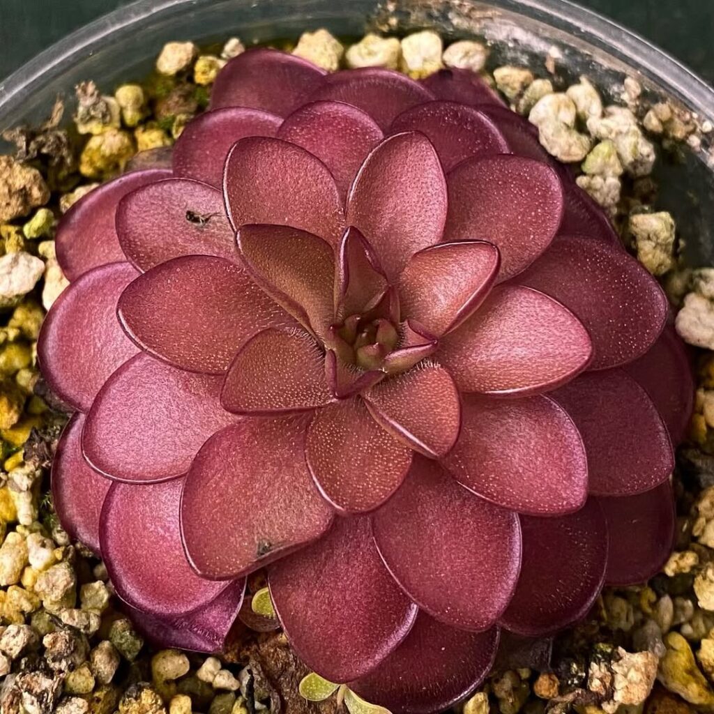 Pinguicula laueana